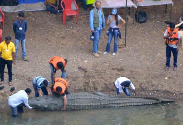 Mohenjo Daro Crocodile